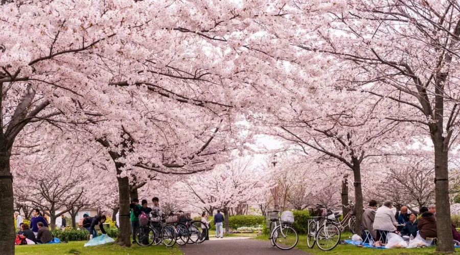 Early arrival of cherry blossoms in Japan.