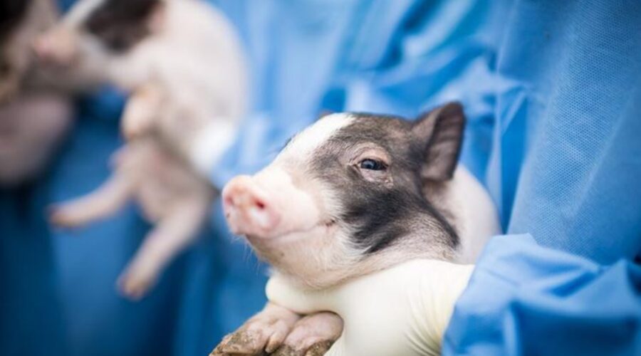 Genetika derrat: shpresa për të ardhmen?